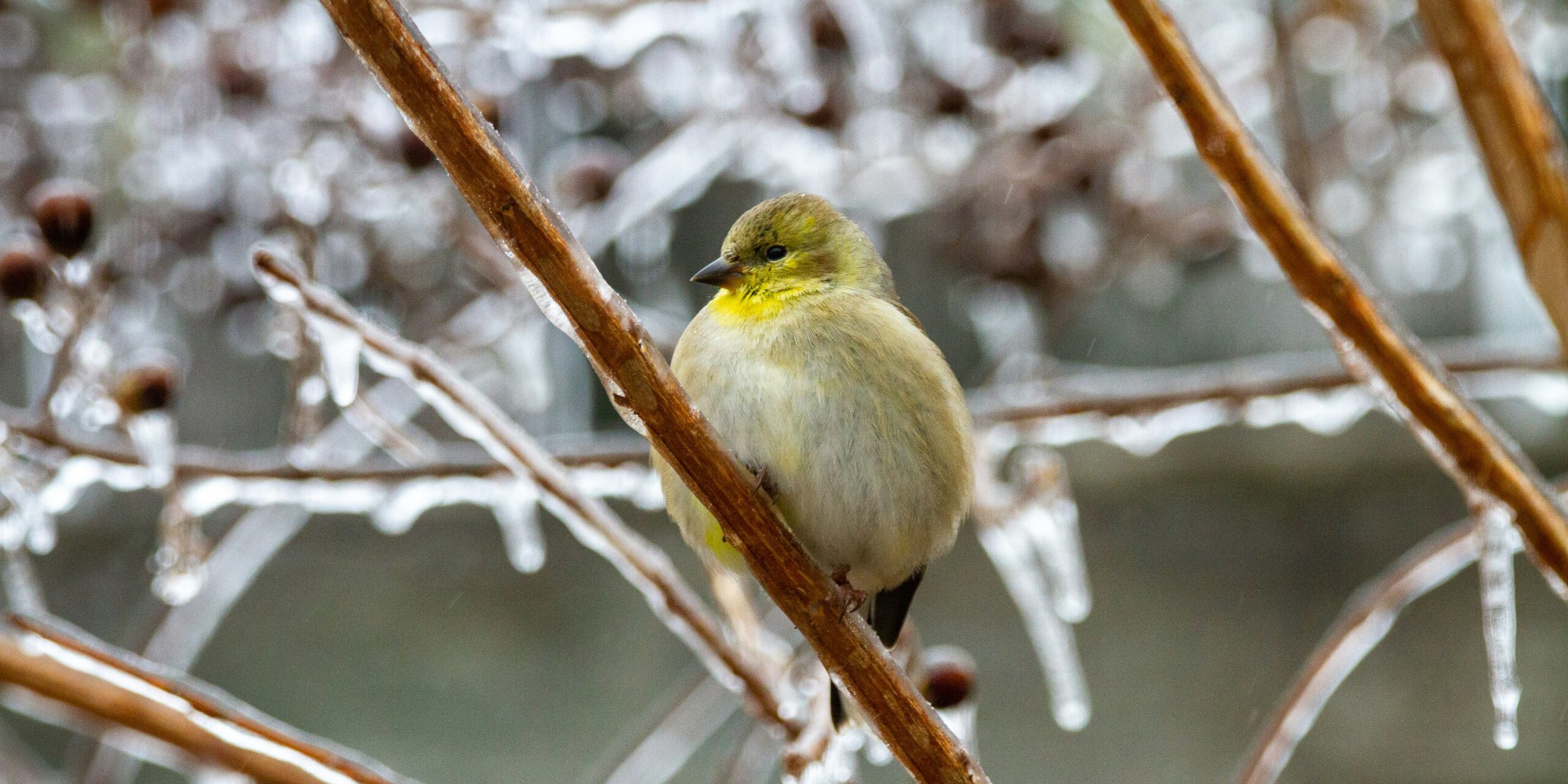 bird on icy tree in cordova